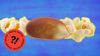 GEOLINO TV - Kurze Clips 7: Popcorn ist 6.000 Jahre alt