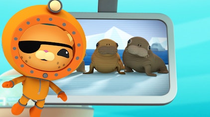 Das Okto-Lied Walross-Babys