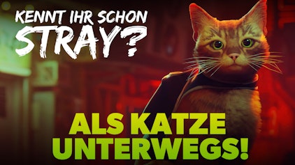 First Try Miauuuu - Wir sind als Katze unterwegs! | STRAY