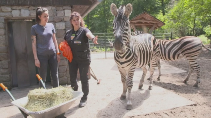 Woozle Goozle und die Weltentdecker Zoo