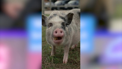 Hypezeit Shorts Welches Tier bringt Hella zum Lachen?