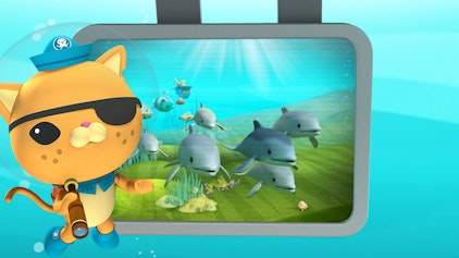 Das Okto-Lied Lied: Spinnerdelfine