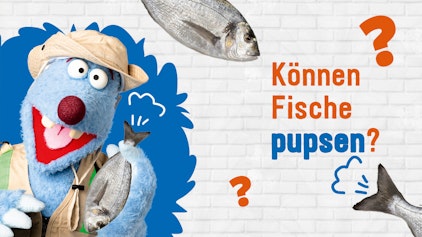 Frag Woozle! - Die Antworten Können Fische pupsen?