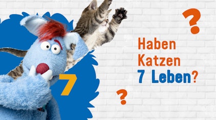 Frag Woozle! - Die Antworten Warum sagt man 'Katzen haben sieben Leben'?