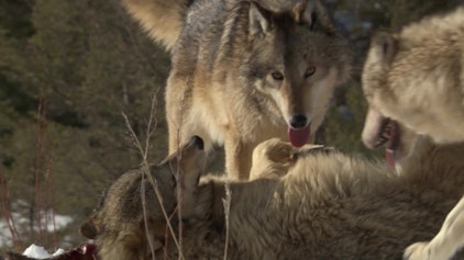 Wolfblood Entschlüsselt Verständigung