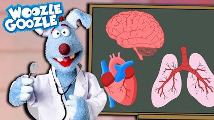 Woozle Goozle Unsere Organe