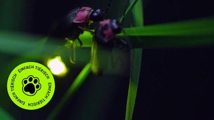 GEOLINO TV - Kurze Clips 12: Leuchtende Tiere