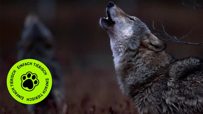 GEOLINO TV - Kurze Clips 9: Wölfe