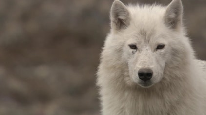 Wolfblood Entschlüsselt Supersinne