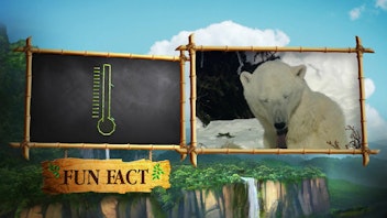 Dschungelbuch Tier-Magazin Tierbabys in der Arktis