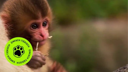 GEOLINO TV - Kurze Clips 7: Tiere in der Großstadt