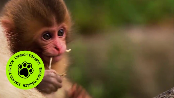 GEOLINO TV - Kurze Clips 7: Tiere in der Großstadt