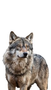 Wolfblood Charakter