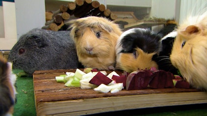 fragFINN Folge 10: "Tierische Stars"