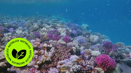 GEOLINO TV - Kurze Clips 14: Ökosystem Meer