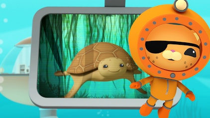 Das Okto-Lied Die unechte Karettschildkröte