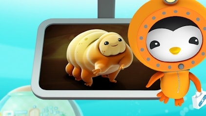 Das Okto-Lied Die Bärtierchen