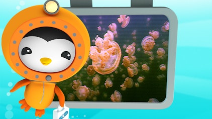 Das Okto-Lied Die Quallenblüte